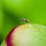 Exploding Ants